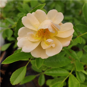 Rosa 'Sunny Siluetta'